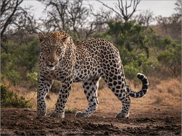 2nd Place Prints Leopard Approaching by Robin Price