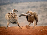 2nd Place Prints Vulture Dispute by Robin Price