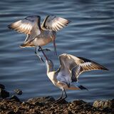 2nd Place Prints  Squabling Blacktailed Godwits by Phil Jones
