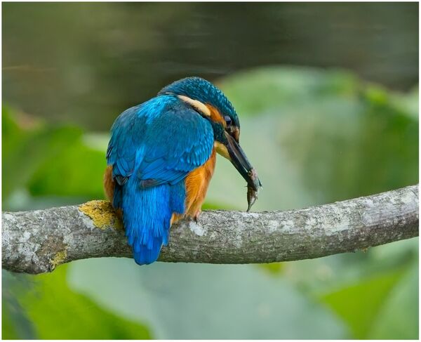 3rd Place PDI At last! by Chris Catherall