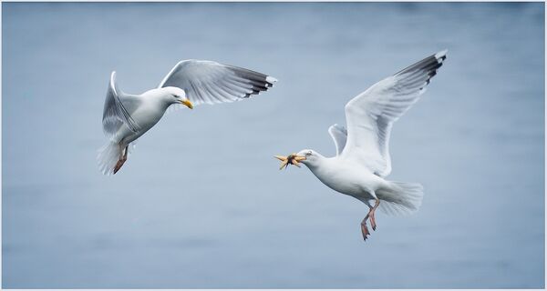 3rd Place PDI Can I have some by Chris Catherall