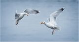 3rd Place PDI Can I have some by Chris Catherall