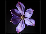 3rd Place PDI Clematis by Mike Leech