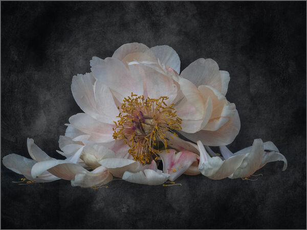 3rd Place PDI Fading Glory by Robin Price