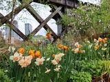 3rd Place PDI Manchester Spring by Muriel Sage