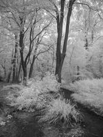 3rd Place Prints Haigh Woods by Mal Shearer