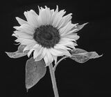 3rd Place Prints Sunflower by Mal Shearer