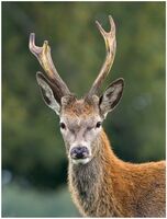 3rd Place Prints Young Pretender by Chris Catherall