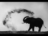 Elephant Dusting