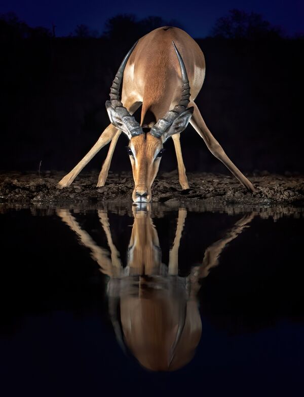 Impala Drinking