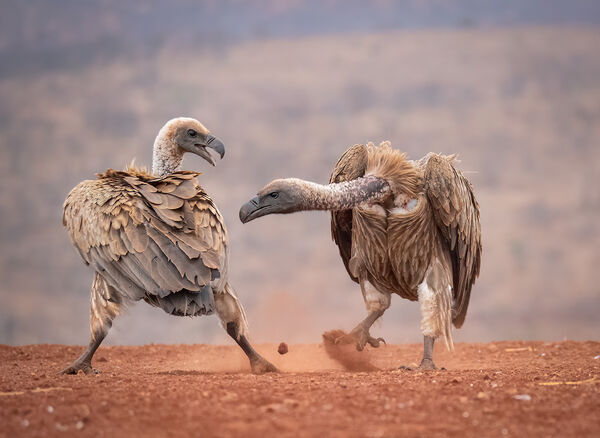 Vulture Dispute