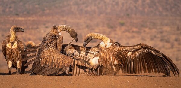 Vulture Stand-Off