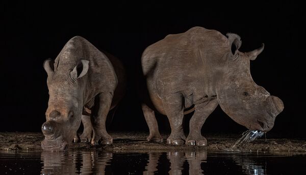 White Rhino Pair Drinking