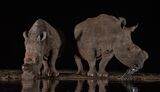 White Rhino Pair Drinking