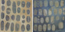 mottled adj. marked or patterned<br>
with irregular patches of colour