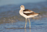 North American Avocet