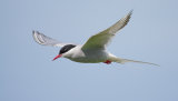 Arctic Tern