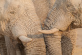 Elephants socialising