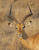 Male Impala
