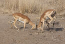 Young male impala rutting