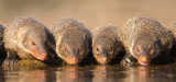 Banded Mongoose