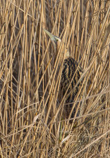 Bittern