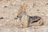 Black Backed Jackal