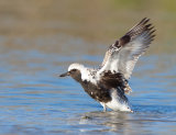 Black Bellied Plover