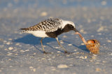 Black Bellied Plover eating a cockle