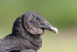Black Headed Vulture