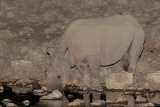Black Rhinoceros at night