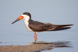 Skimmer