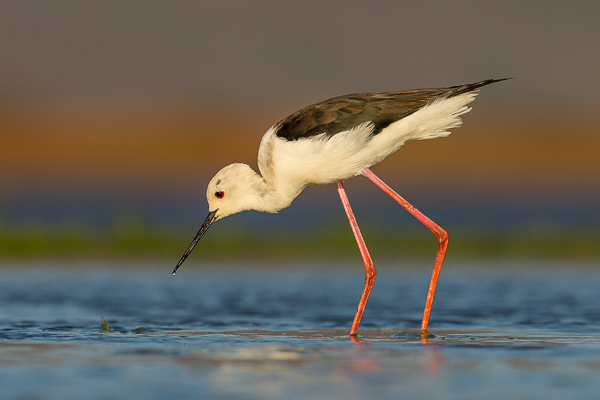 Black Winged Stilt