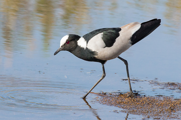 Blacksmith Plover (Lapwing Plover)