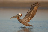Brown Pelican