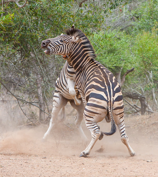 Zebras Fighting