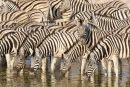 Burchells Zebra at Okaukuejo waterhole, Etosha