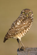 Burrowing Owl
