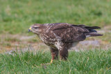Buzzard