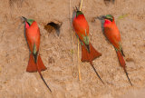 Carmine Bee-Eaters