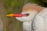 Cattle Egret
