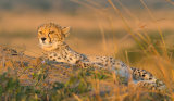 Cheetah cub