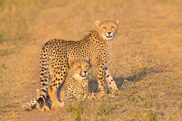 Cheetah Cubs