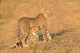 Cheetah Cubs