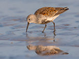 Dunlin