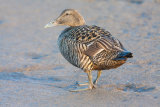 Female Eider Duck