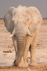Young elephant at the Nebrownii waterhole
