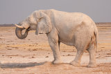 African elephant