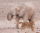Elephant tolerating the presence of a lion