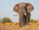 Male African Elephant